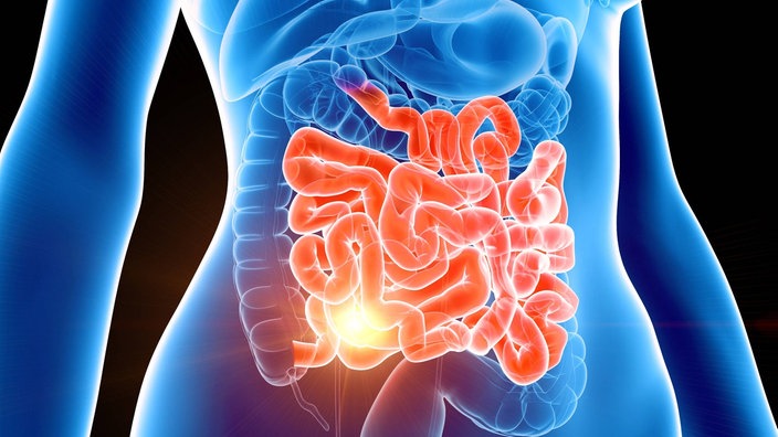 Grafik: Transparenter Torso eines Menschen, in dem der Dünndarm rötlich hervorgehoben ist.