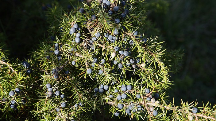 Beeren an einem Wacholderstrauch.