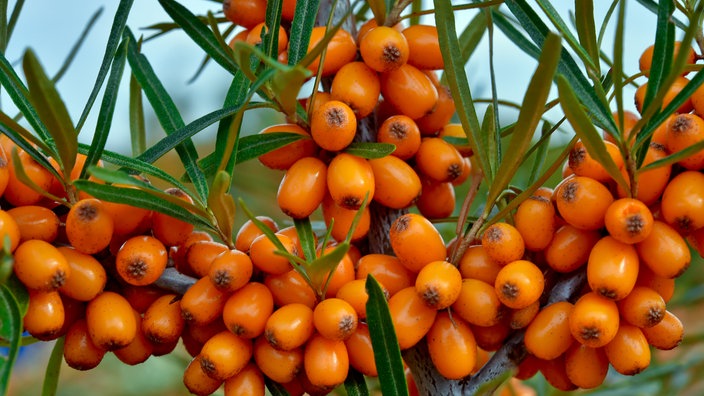 Ein Sanddornstrauch mit orangefarbenen Beeren