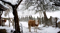 Ein Rind im Schnee auf dem Hummelhof im Allgäu