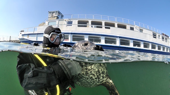 Taucher mit Seehund im Wasser.