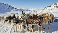 Polarhunde ziehen einen Schlitten durch die Eiswüste Grönlands.