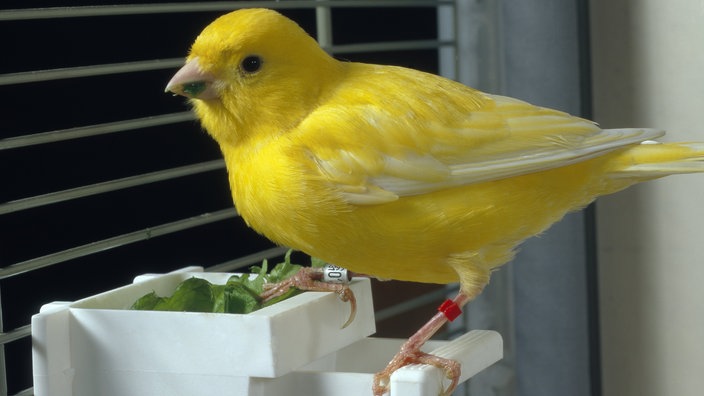 Kanarienvogel im Käfig