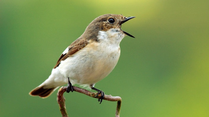 Ein Trauerschnäpper (Ficedula hypoleuca) sitzt mit weit geöffnetem Schnabel auf einem Ast.