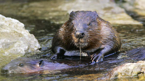 Zwei Biber schwimmen hintereinander zwischen Steinen, der eine schaut aus dem Wasser hoch.