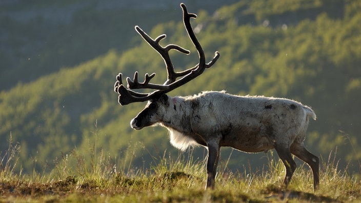 Ein Rentier (Rangifer tarandus) in Finnmark/Norwegen.