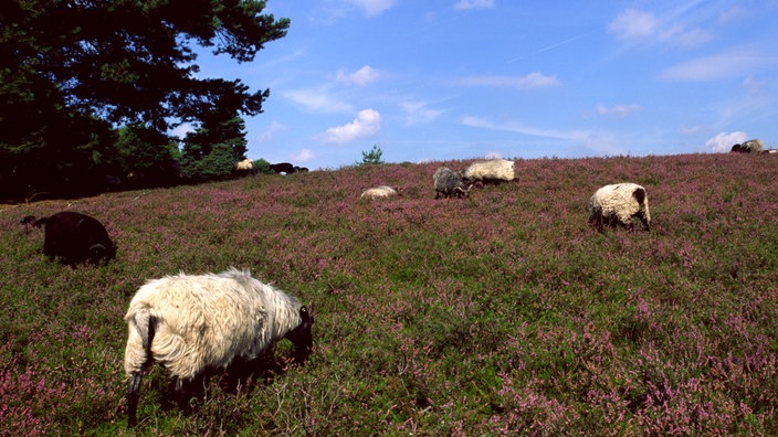 Heidschnucken in der Westruper Heide 