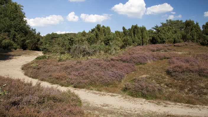 Sandwege in der Westruper Heide