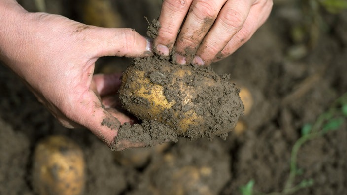 Ein Mann kratzt Erde von frisch geernteten Kartoffeln