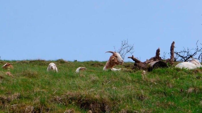 Mehrere Ziegen liegen im Gras auf einer Weide.