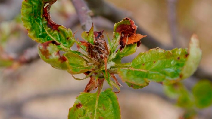 Eine braune Blütenknospe zwischen braun gefleckten frischen Blättern.