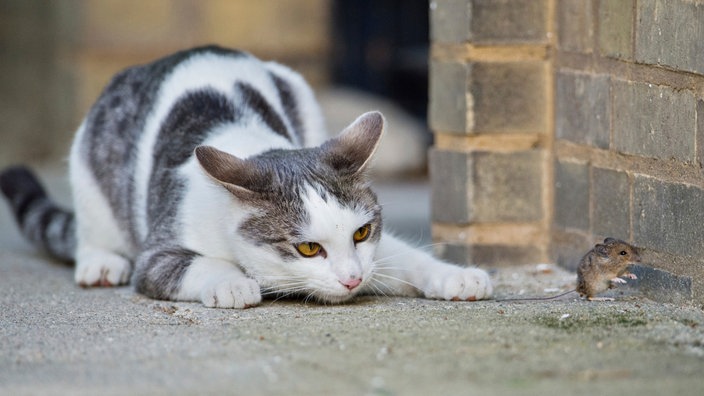 Eine Katze spielt mit ihrer Beute, einer Maus