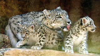 Nachwuchs bei den Schneeleoparden im Tarongo Zoo in Sydney