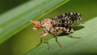 Die Gepunktete Hornfliege (Trypetoptera punctulata) sitzt auf einem grünen Blatt