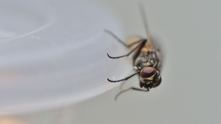 Hausfliege sitzt seitlich auf einem durchsichtigen Einmachglas