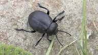 Tatzenkäfer oder Labkraut-Blattkäfer (Timarcha tenebricosa) auf einem Stein.