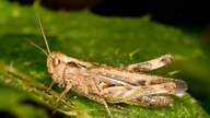 Eine beigefarbene Heuschrecke mit dunkelbraunen Punkten und Mustern sitzt auf einem grünen Blatt.