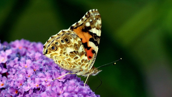 Distelfalter auf Blüte