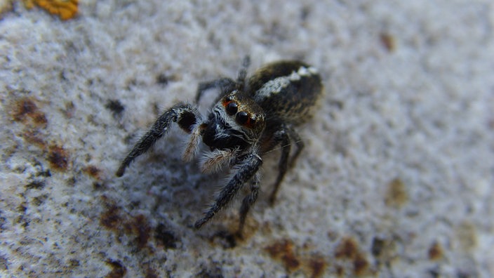 Springspinne 