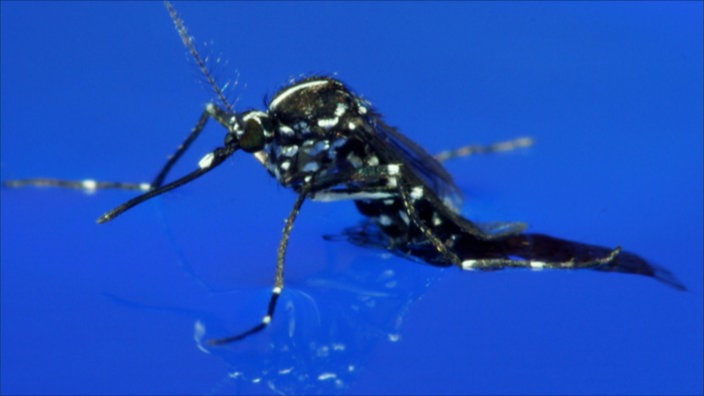 Asiatische Tigermücke auf der Wasseroberfläche 