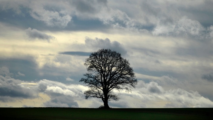 Alleinstehender Baum