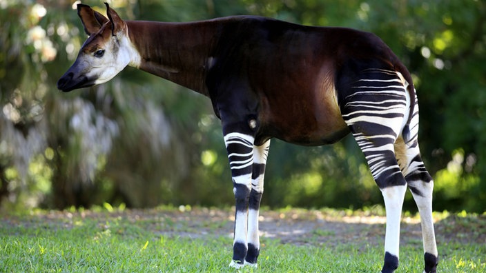 Ein Okapi