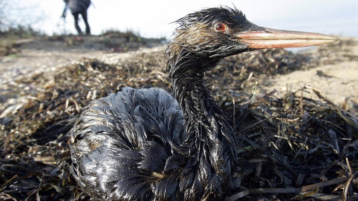 Ölverschmierter Vogel