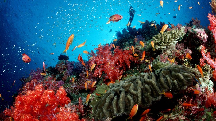 Bunte Korallen bilden ein Riff im tiefblauen Meer vor Phuket, Thailand. Verschiedene Fische umschwärmen das Riff.