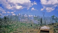 Brandrodung im brasilianischen Urwald