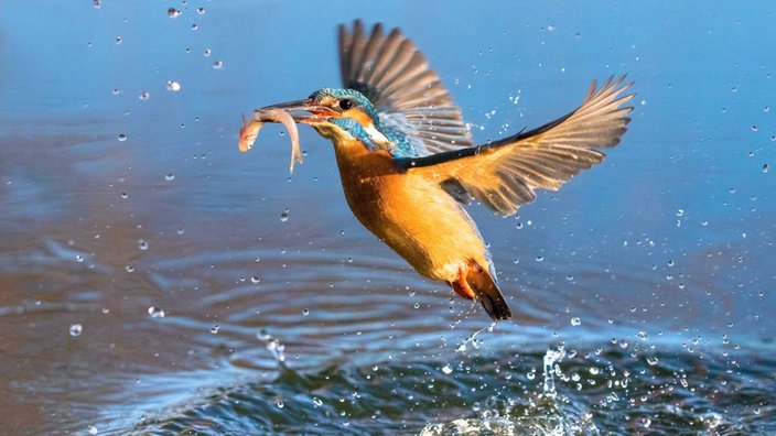 Eisvogel mit Fisch im Schnabel