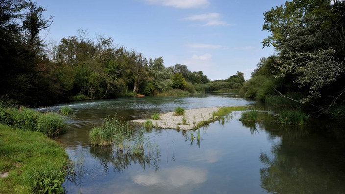 Altarm des Rheins in Frankreich 