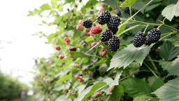 Reife Brombeeren am Strauch.