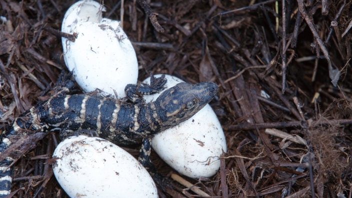 Schlüpfendes Krokodil