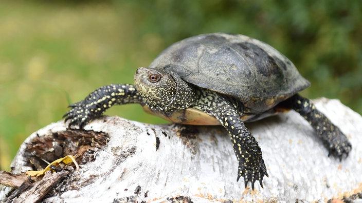 Neugierig guckt eine Europäische Sumpfschildkröte in die Kamera des Fotografen.