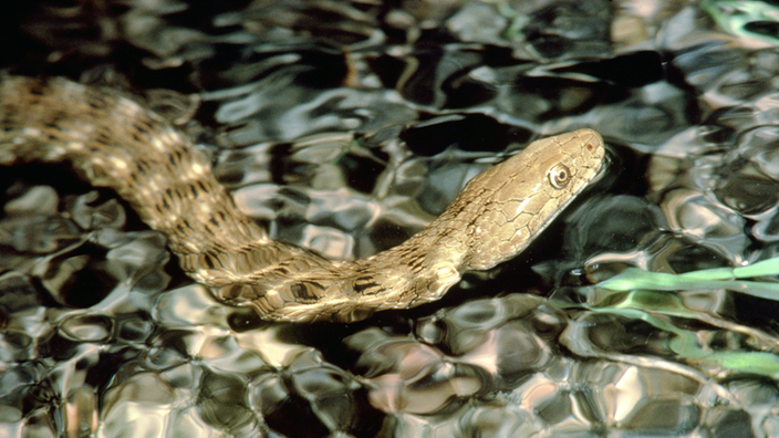 Eine Würfelnatter schwimmt in einem Fluss