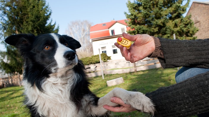 Border Collie gibt Pfote.