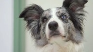 Australian Shepherd schaut nach oben