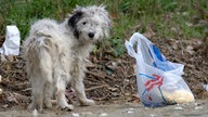 Straßenhund in Griechenland