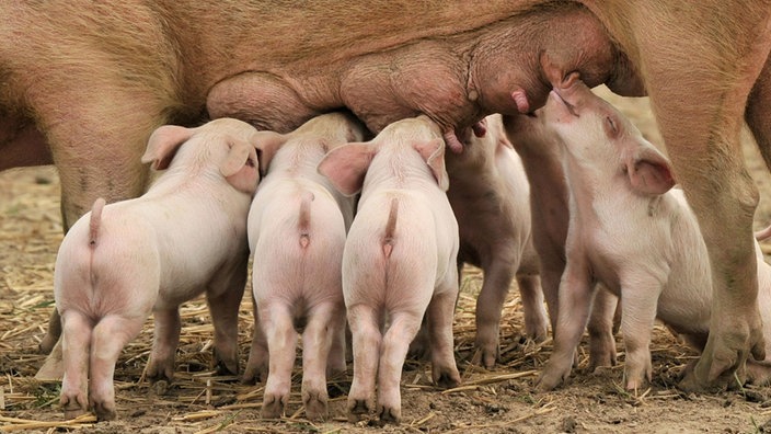 Ferkel säugen bei der Mutter