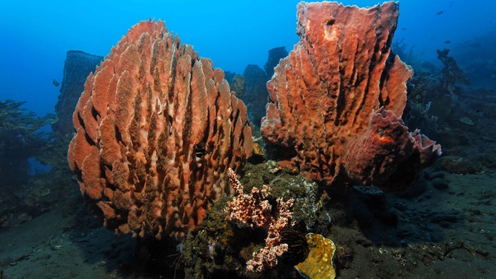 Schwämme im Meer