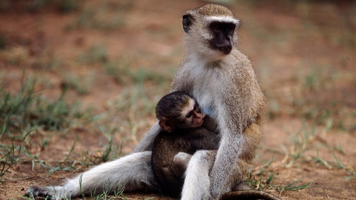 Eine Meerkatzenmutter mit ihrem Säugling im Arm