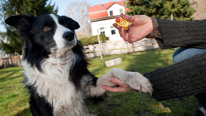 Ein Border Collie beim Clicker-Training