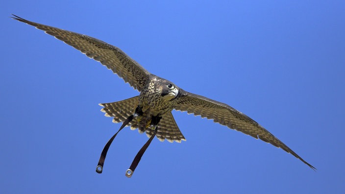 Eine Wanderfalke mit Beinriemen im Flug.