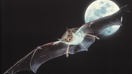 Eine Fledermaus der Gattung Großes Mausohr (Myotis myotis) im Flug vor dem Vollmond.