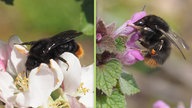 Felsen-Kuckuckshummel und Wiesenhummel, Nahaufnahmen.