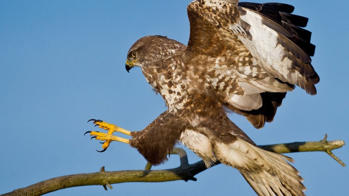 Ein Mäusebussard im Landeanflug