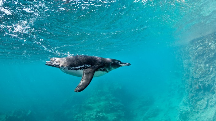 Ein Galapagos-Pinguin taucht