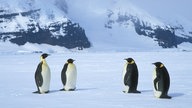 Kaiserpinguine stehen auf einer weiten Eisfläche, im Hintergrund erhebt sich ein schneebedecktes Gebirge.