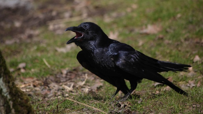 Krächzender Kolkrabe sitzt auf einer Wiese