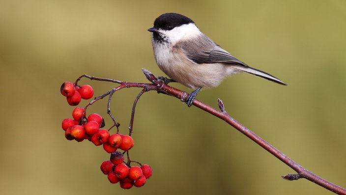 Weidenmeise sitzt auf einem Ebereschenzweig mit roten Beeren